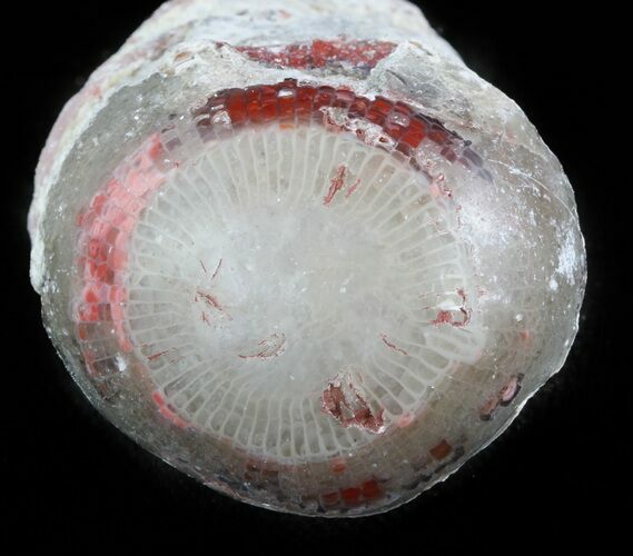 Pennsylvanian Aged Red Agatized Horn Coral - Utah #46732
